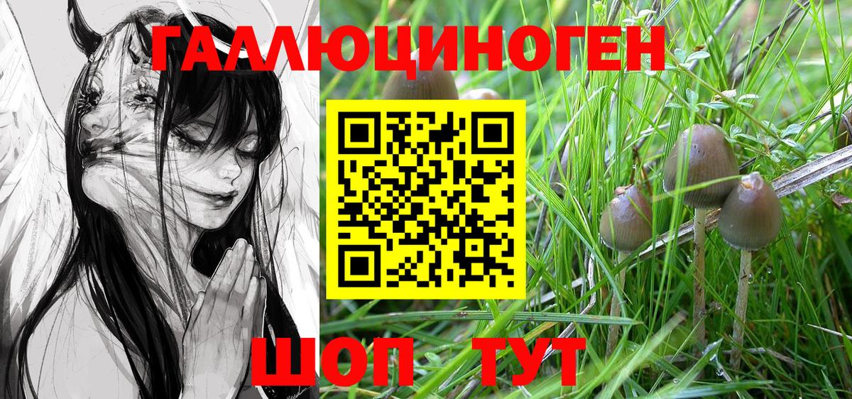 Северск  Галлюциногенные грибы Psilocybine cubensis  Вход с VPN 